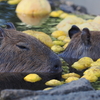 動物と触れ合う伊豆半島一周ツーリング（後編）