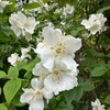 5月鎌倉海蔵寺１　私の大好きなバイカウツギが美しく咲いていました．欧米でもmock orange（オレンジと似た花）という名で人気とか．近くに咲いていた夏みかんの花と似ていると言えば似ていますが---海蔵寺近くのお宅には，マルバウツギの花も．こちらはウツギ属の花ですから卯の花と呼んでも差し支えはない．駐車場にはもう一種，ウツギの名を持つ赤い花が．スイカズラ科タニウツギ属のヤブウツギ．　　卯の花をかざして暮のもどりぶね汽鑵音（かまおと）早くなりにけるかも　四賀光子
