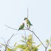 ベジャビスタノルテで見かけたインコ