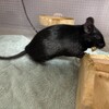 くろごまあん二世 340日目