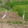 二羽のチュウダイサギ