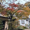 ハケの道の紅葉