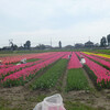 チューリップと菜の花