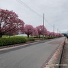 陽光桜