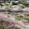 【奈良県の梅スポット】賀名生梅林へ。2万本の梅の花が里山の集落を埋め尽くす景色は一見の価値ありだぞ。