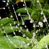 そぼ降る雨の中で