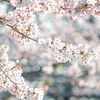 5.大分で１週間撮り続けた桜たち