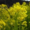 きのう見た風景⑫〜我が家に野菜の花〜