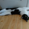 今日の黒猫モモ＆白黒猫ナナの動画ー１０３１