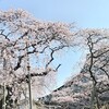 オリーブ油ﾊﾞｶ高！、天ぷら粉の残りで揚げ玉を作ると美味しいよ