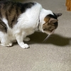 ご馳走