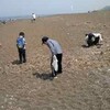 海