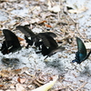 カラスアゲハ