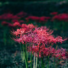 (snap)近所の彼岸花(諏訪森下) X-Pro2 ✕ Canon Lens 50mm F1.8 l(Serenar)