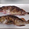 ガシラ（メバル）・飯蛸