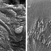 じじぃの「ALH84001・火星から飛来した隕石に生命の痕跡か？生命誕生の雑学」
