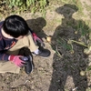 タマネギ収穫③ドスン！！と尻もち