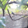 ゴイサギ・ルリビタキ・キクイタダキ・コマドリ・アカハラなど(大阪城野鳥探鳥 20191109 6:05-12:35)