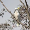 キバタン(Sulphur-crested Cockatoo)