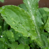 雨滴の撮影