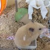 みそあん41日目