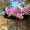 23年3月の梅宮大社のお話。
