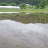 田植え終わり