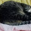 ビスくん、ゆずちゃん、コニーくんを紹介！愛くるしいまったりライフ　猫兎猫ちゃんねる-にゃんとにゃん-nyan to nyan-　その41