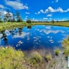 びふか松山湿原「えぞ松沼」「はい松沼」「つつじ沼」（北海道美深）