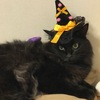 ハロウィン間近。ねこ森町に行く準備。