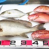 釣果【カゴ釣り】〜2020/12/9〜