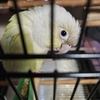 【インコ達】キガシラアオハシインコ