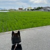 黒柴 🐶 つん