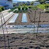 実家の畑で農作業でした