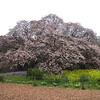 吉高の大桜