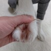 指間の毛の変色🐾
