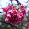 今年も撮りました！ご近所「緋寒桜」