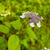 ６月２日