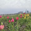 淀川河川公園枚方地区パークラン