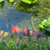 草むしりで腰痛、餌をせがむ金魚、大きなヤゴ