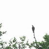 オビオバト Band-tailed Pigeon