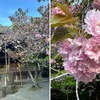 八重桜・遅桜を詠んだ短歌１　鎌倉極楽寺の八重桜もほぼ満開で見応えがありました．その内に一株は，鎌倉ではかなり名の通つた桜で，時宗お手植えのサクラとの言い伝えも．　待たせつつおそくさくらの花により四方の山べに心をぞやる　和泉式部　　いにしへの奈良の都の八重桜けふ九重ににほいぬるかな　伊勢大輔　　ふるさとの春を忘れぬ八重桜これや見しよにかはらざるらん　式子内親王　　夏やとき春やおくれし卯の花に咲きあはせたる遅ざくらかな　小沢蘆庵