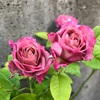 ＊ミニバラ開花＆庭の様子♪