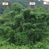 化女沼の樹木をクズ(葛)から救う