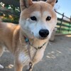 老犬ホームあん｜新人さん ココ^^