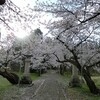 2015年の桜　ー悠久山の花見　～３