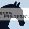 2023/3/23 地方競馬 笠松競馬 2R ずみ。初年度産駒生誕1か月記念(3歳)
