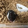 くろごまあん37日目