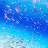 沖縄移住生活　～世界が恋する海　阿嘉島③～