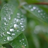 緑雨
